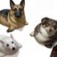 sealdog icon