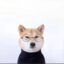 iNu icon