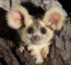 The Bandicoots icon