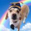 The Flying Dog icon