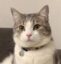 Cat icon