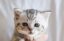 Anti-AI Cat icon