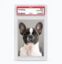 Pokédog icon