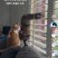 Right Angle Cat icon