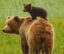 Bear On Bear icon