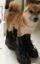 dogwifboots icon