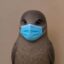 Bird Flu icon