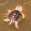 The Odyssean Turtle icon