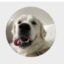 Chief of Staff icon
