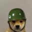 dogwifhelmet icon