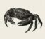 Chitin icon