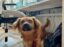 Open AI Dog icon