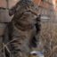 The Chud Cat icon