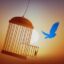the bird is freed icon
