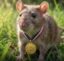 The Hero Rat icon