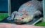Justice For Dangalabba icon