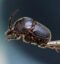 Onthophagus Sekai icon