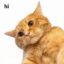 Hi Cat icon