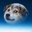 MoonMutt icon