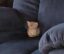 Garfield icon