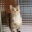 pixelcat icon
