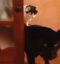 catpack icon