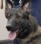 The Hero Dog icon