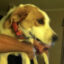 Biscuit Rigsby icon
