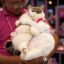 YoYo The Cat icon