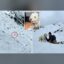 Avalanche Dog icon