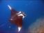 Manta Ray icon