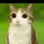 meow icon