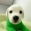 billy icon