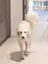 WhopDog icon