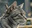 Operation Acoustic Kitty icon
