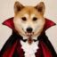 Vamp Inu icon