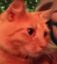 Miso icon