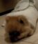 Wrapped Dog icon