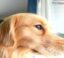 MILO icon