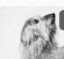 Petey icon