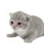 evil gary icon