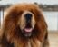Wally icon
