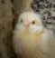 Chico The Chick icon