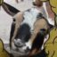 Dolly icon