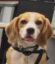 Rowdy icon