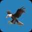 Osprey icon