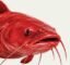 The Catfish icon