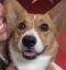 Trudy icon