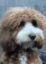 Queenie icon