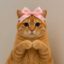 Pussy icon